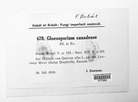 Gloeosporium canadense image